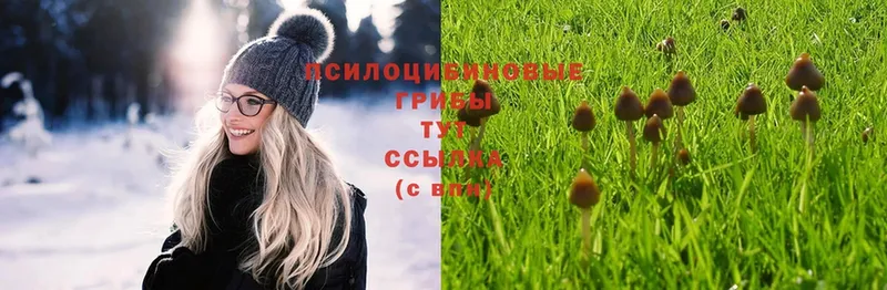 Псилоцибиновые грибы ЛСД  Туринск 